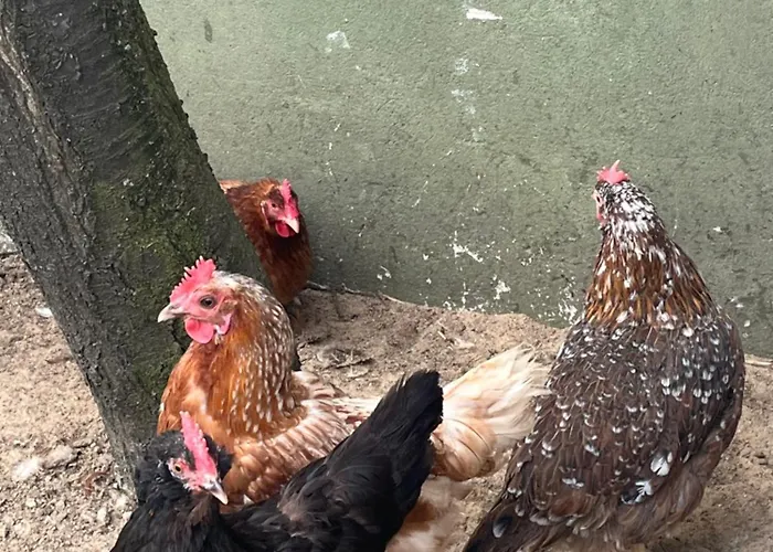 Apartamento Pod Orzechem